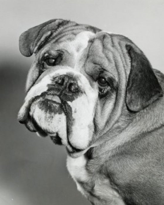 English Bulldog Poster Print - Head Tilted Art for Home Decor