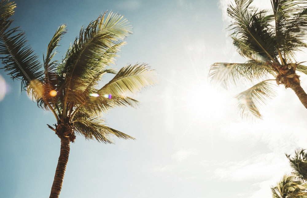 Palm Trees Against Blue Sky Fine Art Print by Diana Duzbayeva