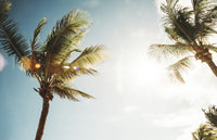 Palm Trees Against Blue Sky Fine Art Print by Diana Duzbayeva