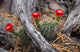Hedgehog Cactus in Bloom Poster Print by Panoramic Images - 19x12