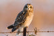 Short-eared Owl Fine Art Print - Prairie Ridge State Natural Area