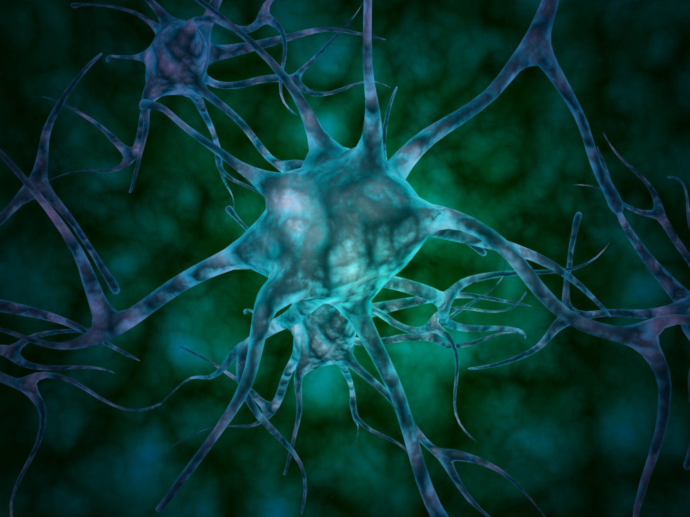 Microscopic Neurons Photo Print by Stocktrek Images - 8x10