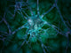 Microscopic Neurons Photo Print by Stocktrek Images - 8x10