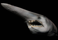 Goblin Shark Portrait Fine Art Print by VWPics | Posterazzi