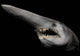 Goblin Shark Portrait Fine Art Print by VWPics | Posterazzi