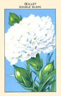 Double White Carnation Fine Art Print