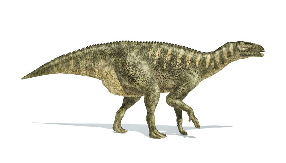 Iguanodon Dinosaur Poster Print on White Background
