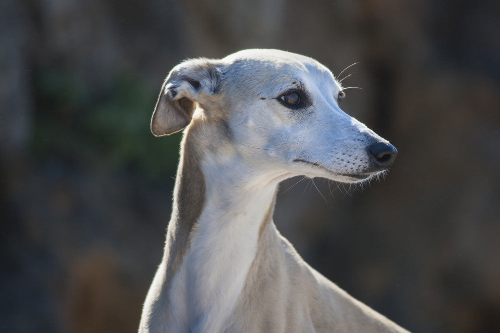 Portrait of a Whippet Fine Art Print by Zandria Muench Beraldo