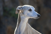 Portrait of a Whippet Fine Art Print by Zandria Muench Beraldo