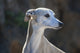 Portrait of a Whippet Fine Art Print by Zandria Muench Beraldo