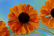 Zinnia Flower Abstract Fine Art Print by Jaynes Gallery