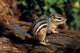 Chipmunk On A Log Fine Art Print - Available in Multiple Sizes