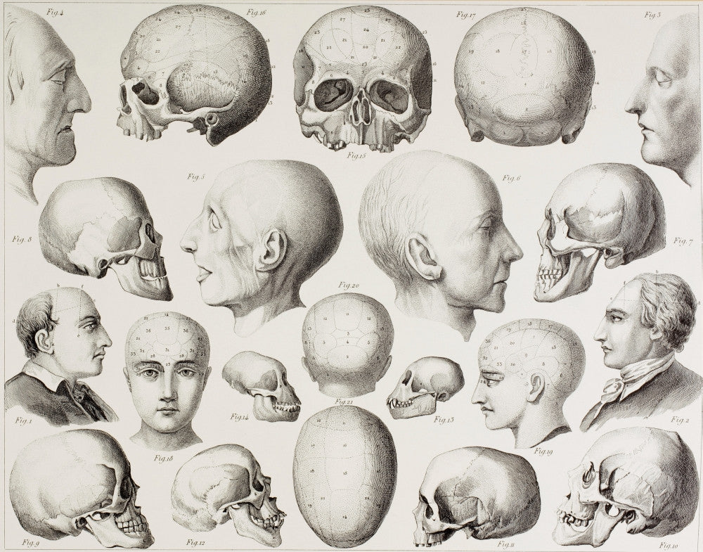 19th Century Phrenological Illustration Fine Art Print