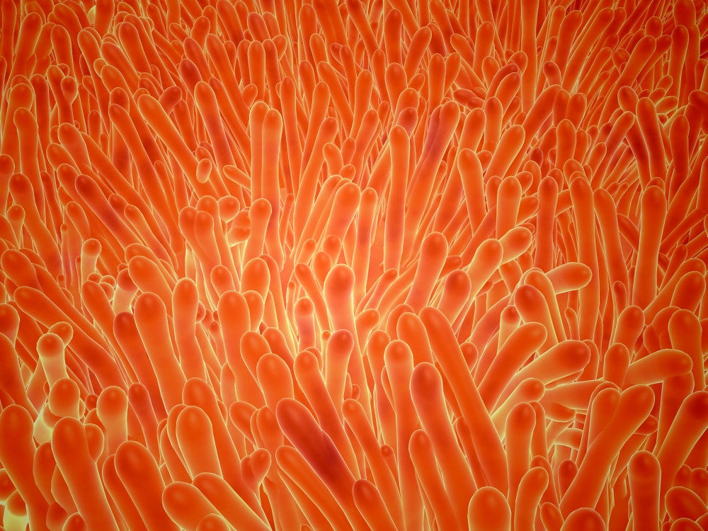 Microscopic View of Intestinal Villi Fine Art Print