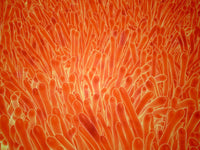 Microscopic View of Intestinal Villi Fine Art Print