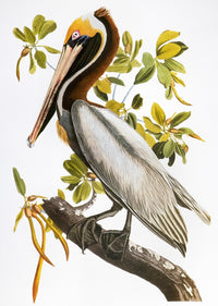 Audubon: Brown Pelican Fine Art Print from 'Birds of America'