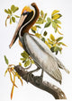 Audubon: Brown Pelican Fine Art Print from 'Birds of America'