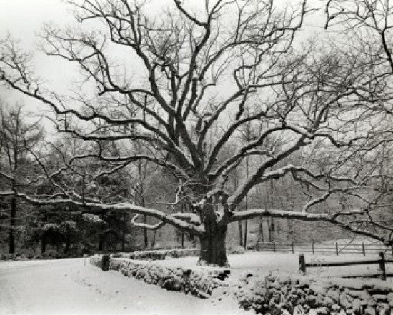 Bedford Oak Fine Art Print - Bedford, New York | Posterazzi