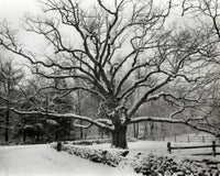 Bedford Oak Fine Art Print - Bedford, New York | Posterazzi