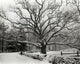 Bedford Oak Fine Art Print - Bedford, New York | Posterazzi