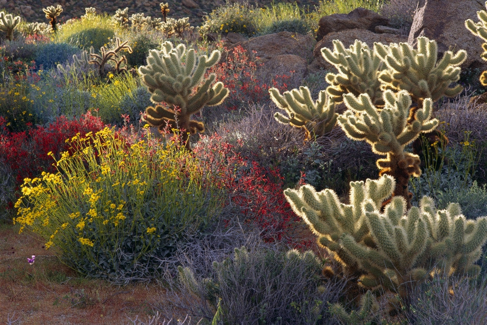 Brittlebush, Jumping Cholla, and Chuparosa Art Print by Russ Bishop