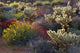Brittlebush, Jumping Cholla, and Chuparosa Art Print by Russ Bishop