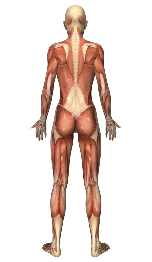 Female Muscular System Poster Print - Back View | Posterazzi
