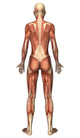Female Muscular System Poster Print - Back View | Posterazzi