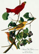 Summer Red Bird Lithograph Poster Print by John James Audubon
