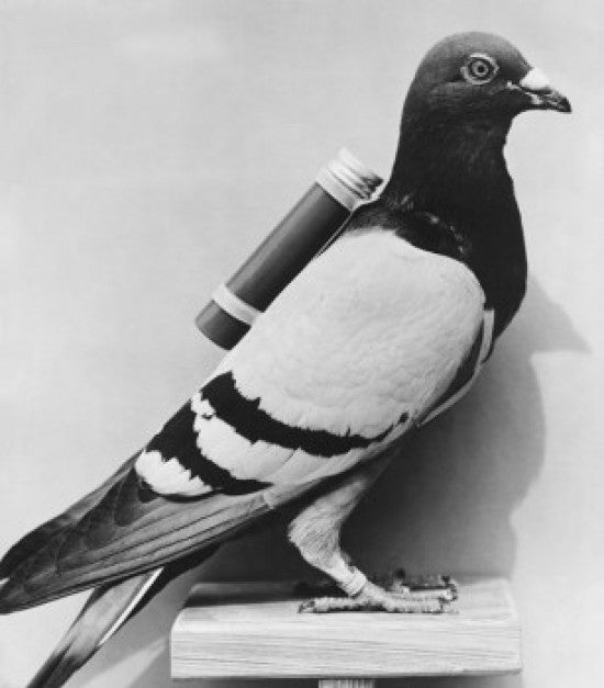 Side Profile of a Homing Pigeon Fine Art Print
