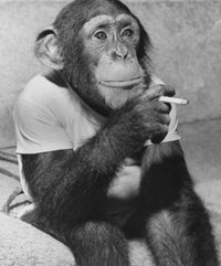 Close-Up Chimpanzee with Cigarette Fine Art Print