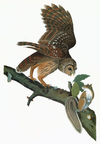 Audubon Barred Owl Engraving Print from 'Birds of America' | Posterazzi