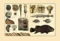 Fossil Plants and Organisms Fine Art Print - A Stunning Collection