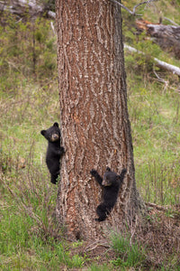Two Black Bear Cubs in Yellowstone National Park Art Print by Jaynes Gallery