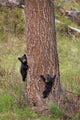 Two Black Bear Cubs in Yellowstone National Park Art Print by Jaynes Gallery