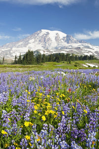 Mount Rainier Wildflowers Fine Art Print – Paradise Park View