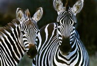 Zebras Africa Photo Print by Panoramic Images - 16x12