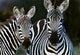 Zebras Africa Photo Print by Panoramic Images - 16x12