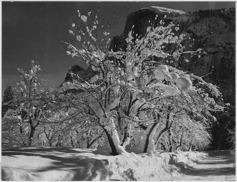 Half Dome Apple Orchard Yosemite Fine Art Print by Ansel Adams