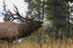Bull Elk Bugling Fine Art Print from Jasper National Park