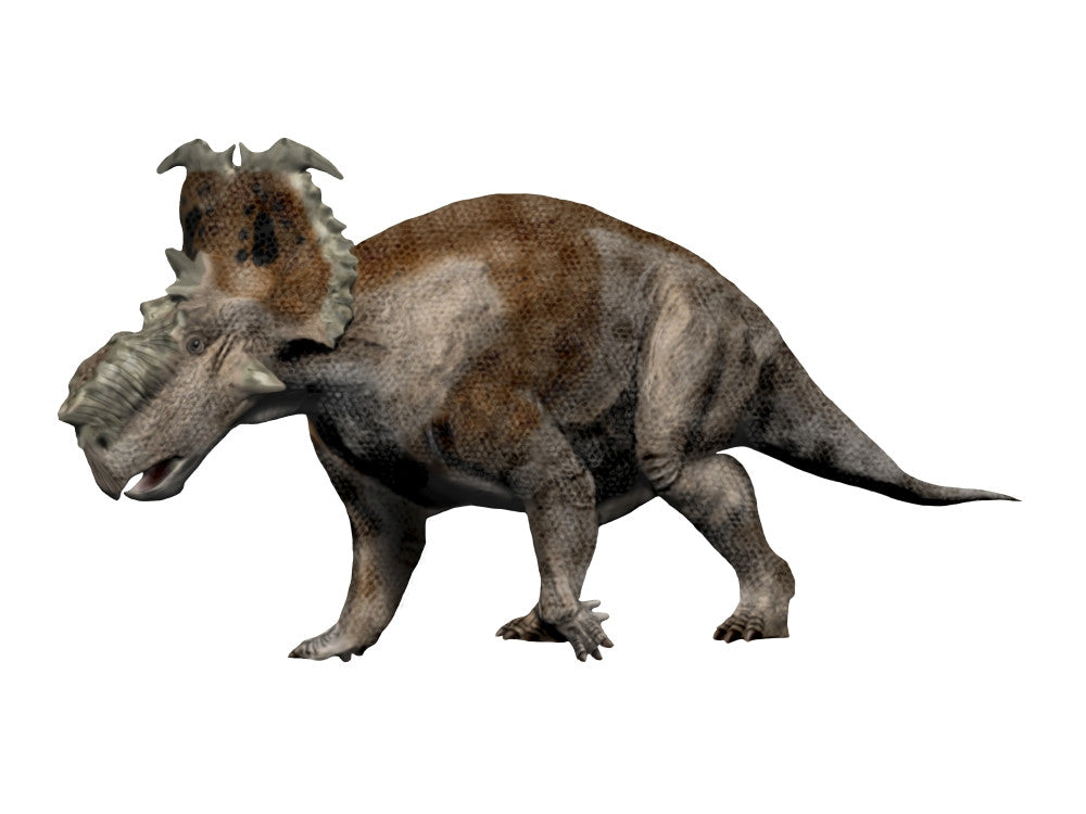 Pachyrhinosaurus Dinosaur Poster Print on White Background