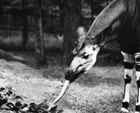 Okapi Fine Art Print Photographed in 1941 by Granger Collection