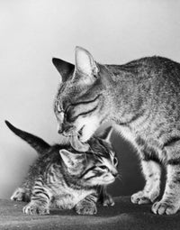 Close-up of a Cat Licking Its Kitten Fine Art Print