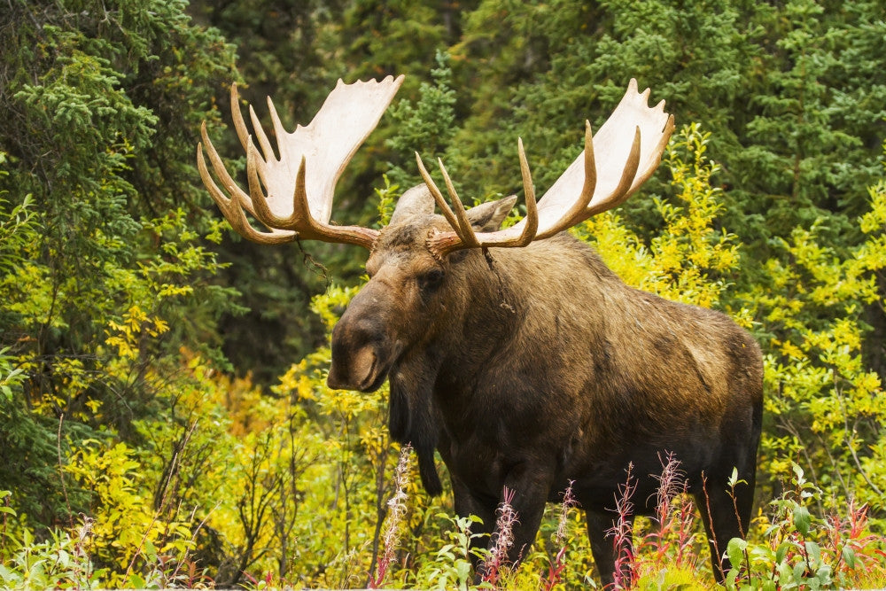 Large Bull Moose Poster Print in Autumn by Doug Lindstrand