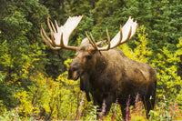 Large Bull Moose Poster Print in Autumn by Doug Lindstrand