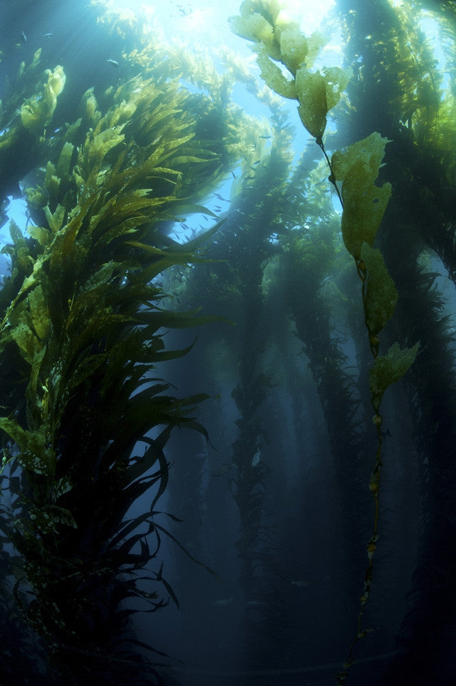 Kelp Forest Art Print - Pyramid Rock, San Benitos, Mexico by Morten Beier