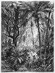 Brazil: Forest Indians Photogravure Print - Native Brazilians with Monkeys
