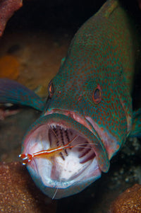 Spotted Grouper with Orange Cleaner Shrimp Fine Art Print by Mathieu Meur