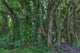 Banyan Trees Near Rainbow Falls Fine Art Print by Stuart Westmorland
