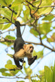 White-faced Capuchin Monkey Fine Art Print by Stuart Westmorland